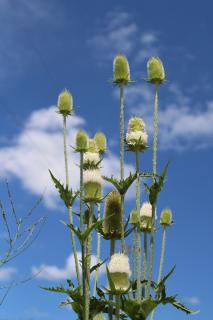 teasel