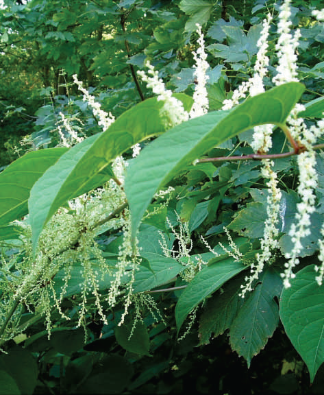 Japanese Knotweed