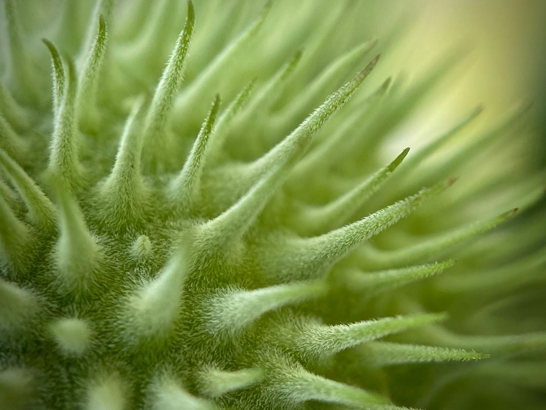 Close up photo of light green milkweek pod