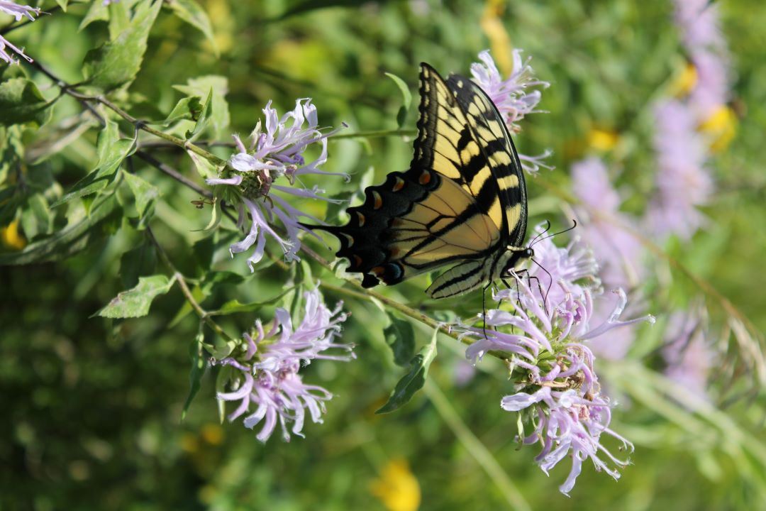 Yellow and black striped butterfly perched on a light purple flower