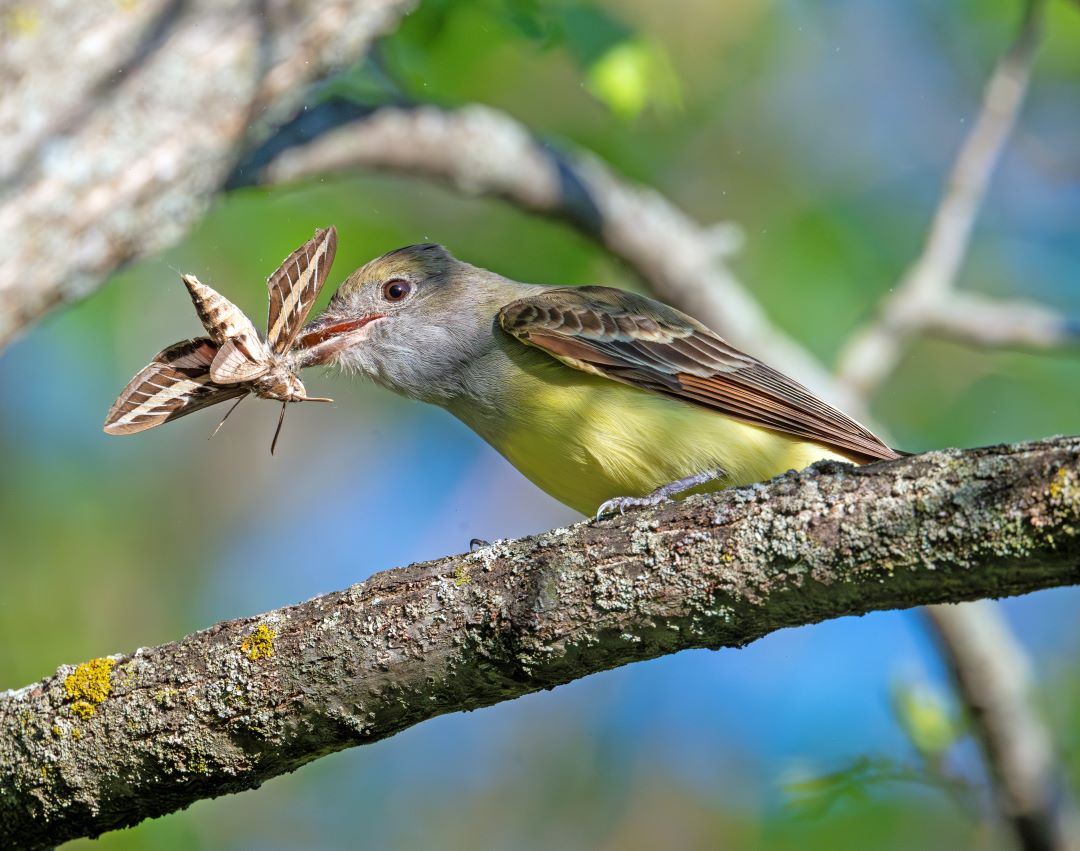 Great Crested Flycatcher bird with moth in its beak
