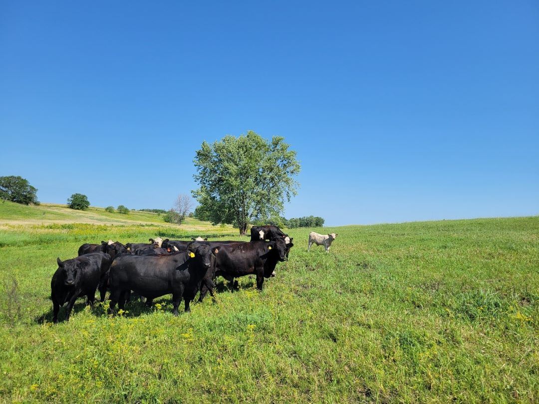 Black cows eating grass with blue sky background