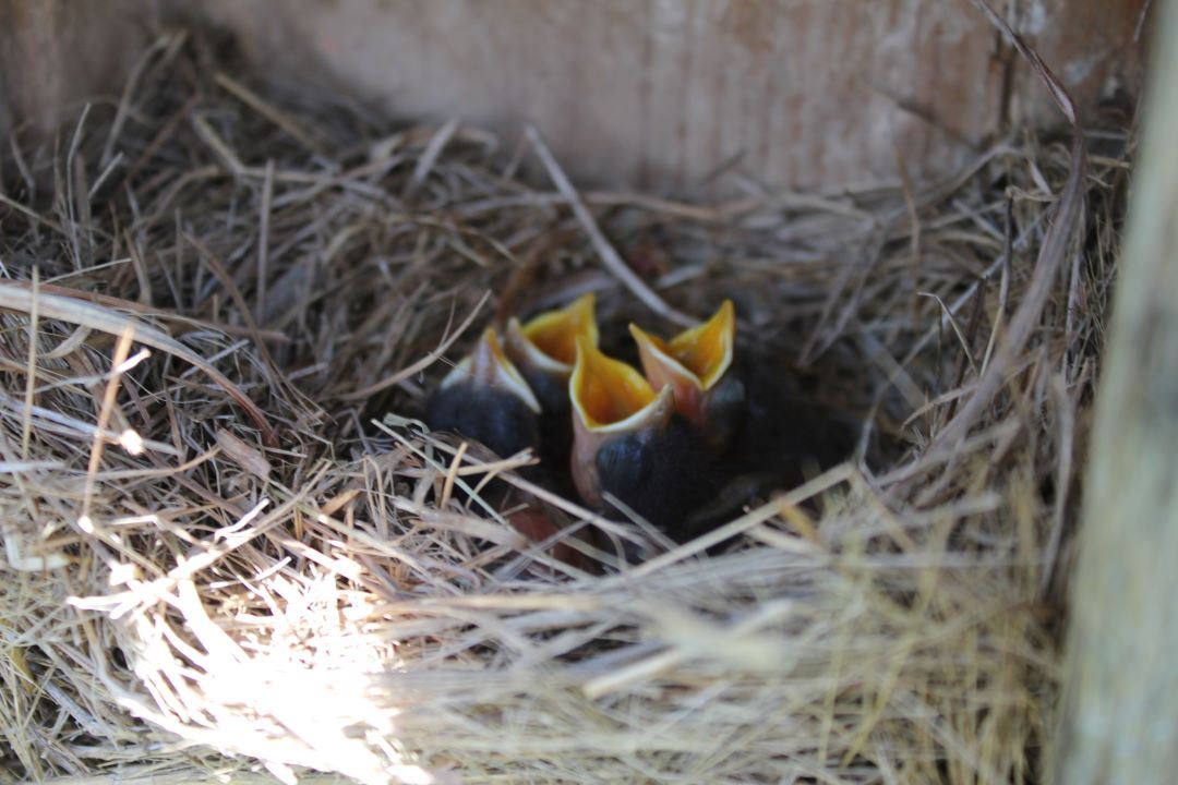 Four hatched baby bluebirds located in straw nest