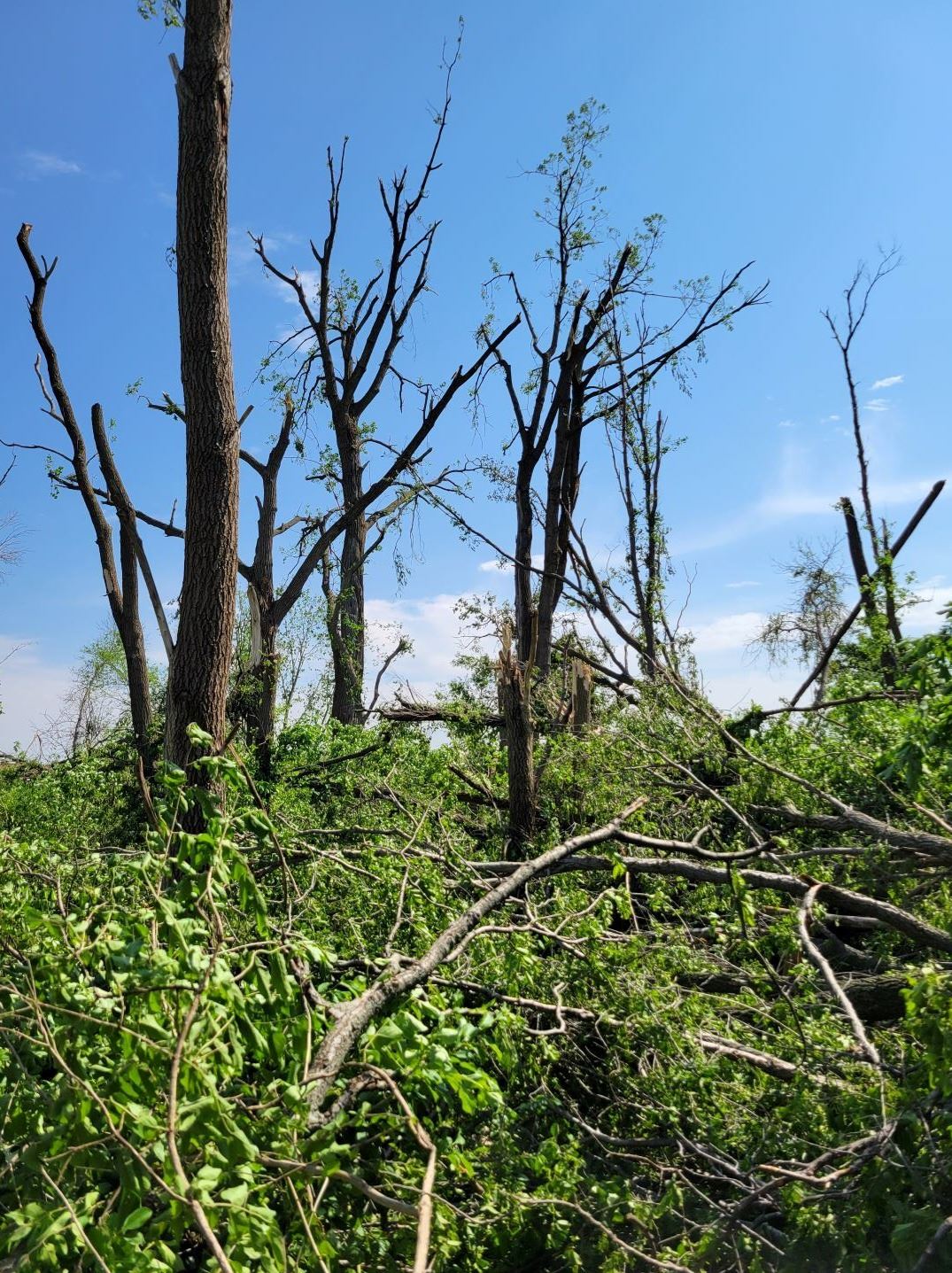 Tall tree trunks stand bare against blue sky, with piles of leafy branches laying on ground below
