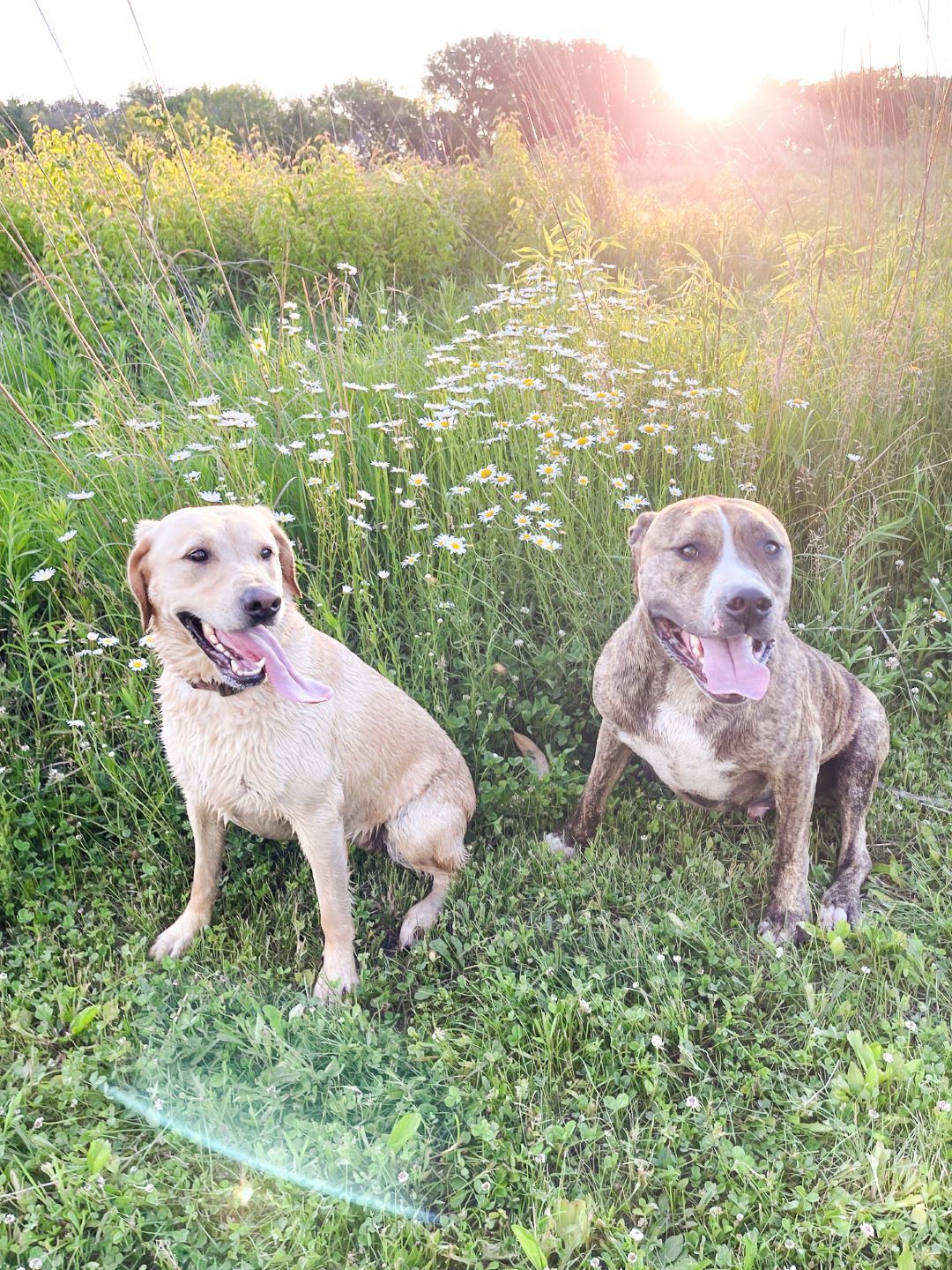 Yellow lab sits beside pitbull mix dog with brindle fur panting peacefully beside prairie