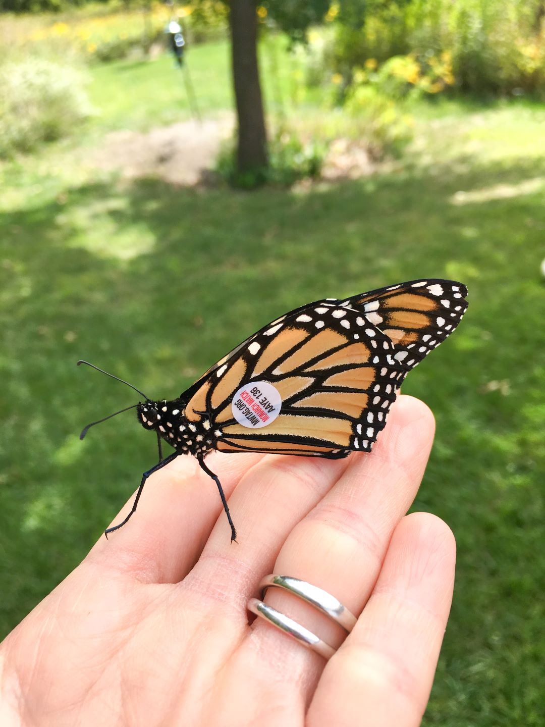 Black and orange monarch butterfly has small sticker on wing and is perched in person's hand