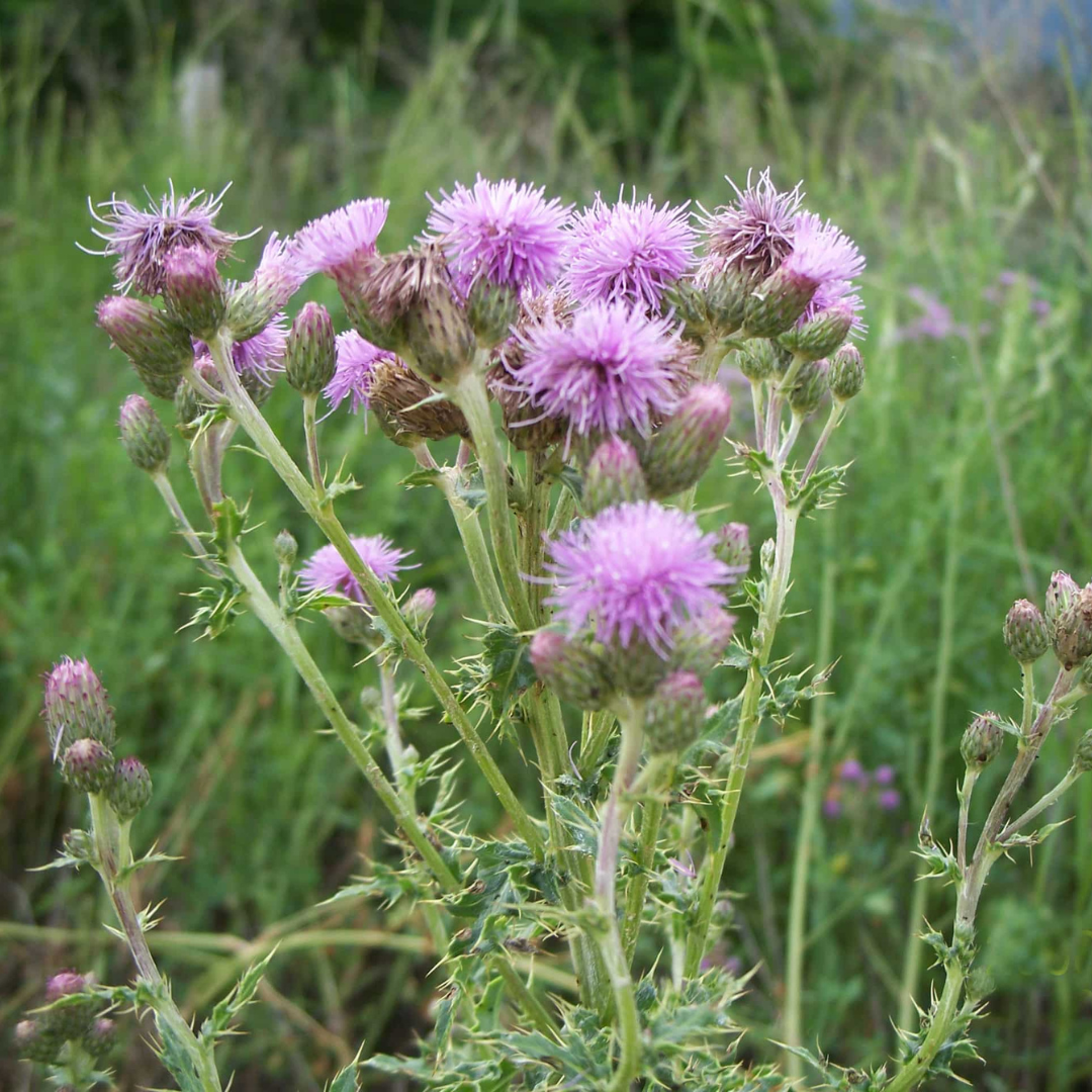 Small fuzzy light purple blooms cluster at top of tall plant