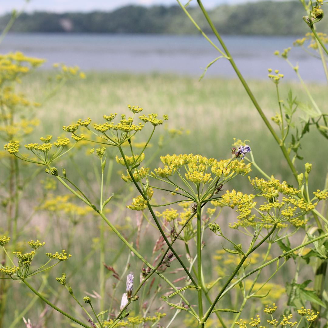 Tiny yellow blooms cover tops of long skinny stems as branches of wild parsnip bloom
