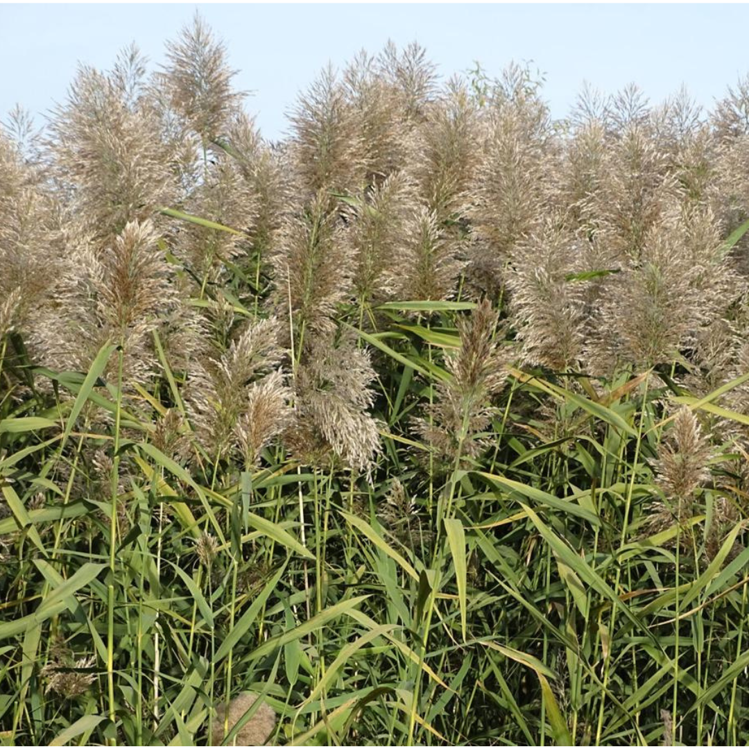 Tall dense green grass stands with wide tan seed heads at the top