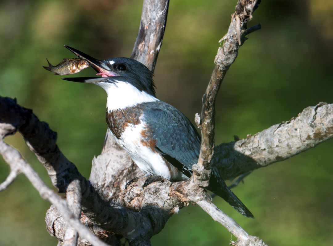 Small blueish and white bird with long beak slurping a minnow down its mouth