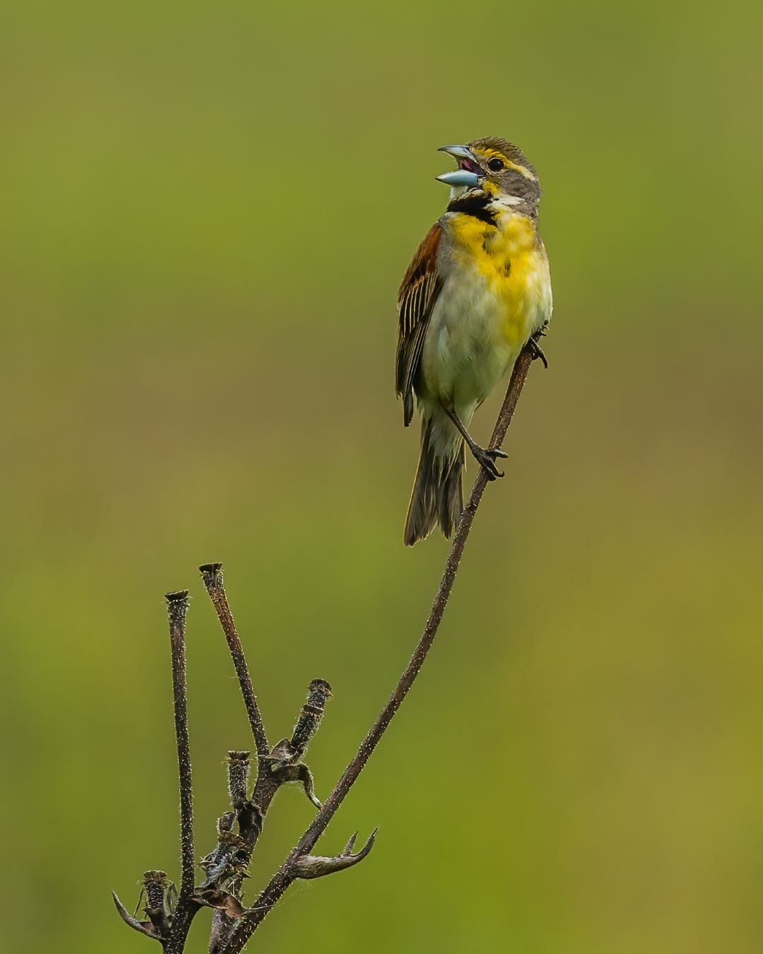 Small bird with yellow belly rests on a twig with beak open chirping