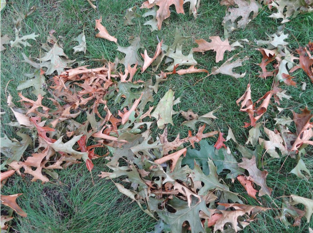 Brown and green oak leaves are scattered on green grass at base of diseased oak tree