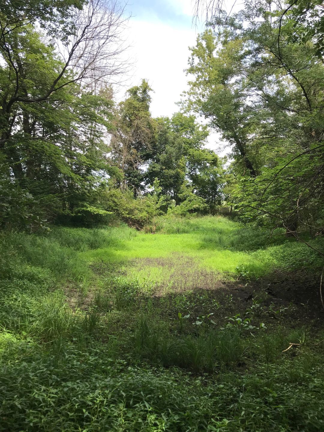 Low-lying grassy opening surrounded by trees with green foliage